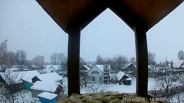 Фотоохота на синичек! Вид с кормушки! смотреть онлайн