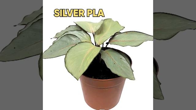 Different Calathea Varieties смотреть онлайн