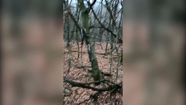 Деревья массово поражены.Что это: происки врагов или природное явление? Миром будет править плесень смотреть онлайн