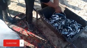 Упаковка живого малька в пакеты для транспортировки на большие расстояния.