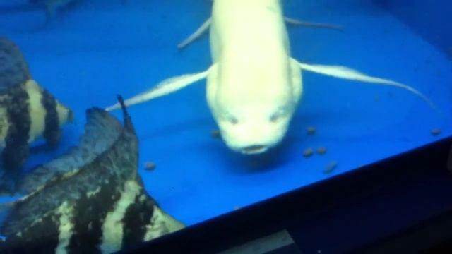 Albino Lungfish & Tankmates смотреть онлайн