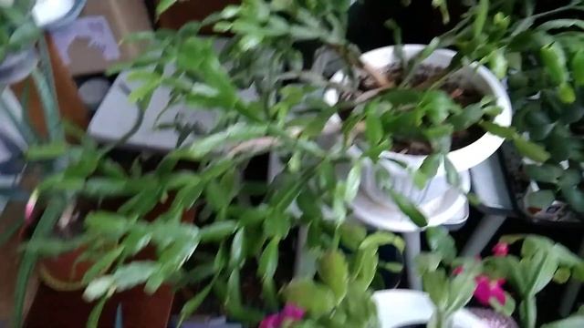 Почему не цветет декабрист? Секреты цветения и ухода за декабристом.Zygocactus of the Schlumberger. смотреть онлайн