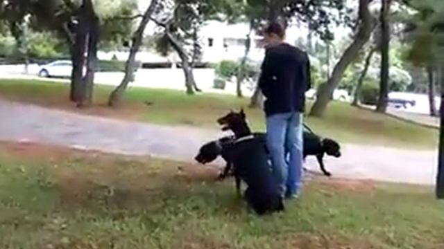 Cane Corso and Doberman смотреть онлайн