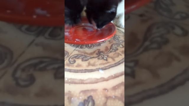 Учим котят пить молоко из миски смотреть онлайн
