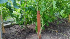 Стеклянная теплица своими руками