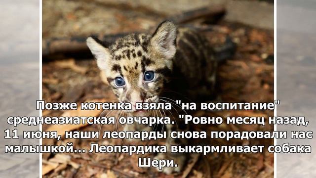 Во Владивостоке котенка леопарда "отдали на воспитание" собаке смотреть онлайн