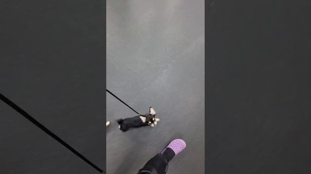 Фитнес для собак, подготовка к выставкам ??? #чихуахуа #щенкичихуахуа #ДжулияФортуна