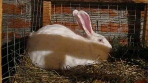 Кролики Белый Великан, трудности разведения.