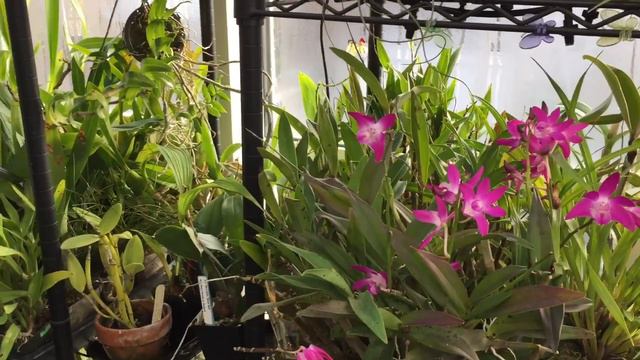 Blooming Orchid Update - November 2019 смотреть онлайн