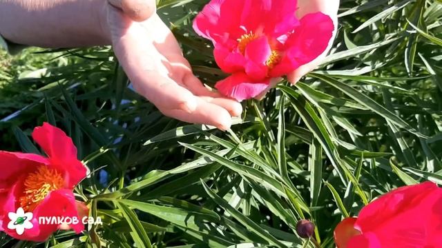 Орленок пион. Пулков сад смотреть онлайн