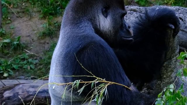 100 Моментов, Которые Доказывают, что Природа Невероятна смотреть онлайн