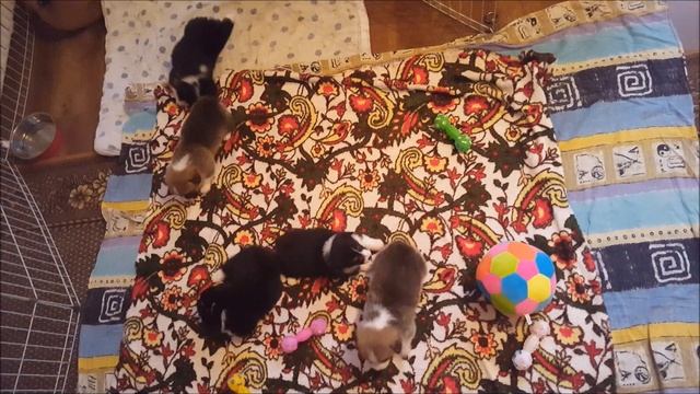 Б-помет питомника ФРАЙ ВИНД смотреть онлайн