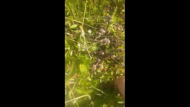 Большой сбор земляники . Где она растет .Польза от ягод.