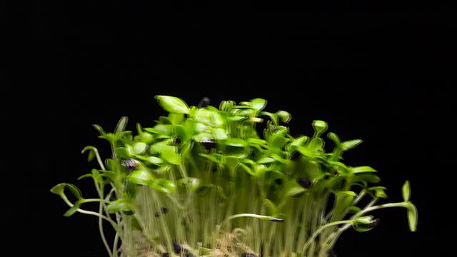 Podsolnuh site 4 min смотреть онлайн