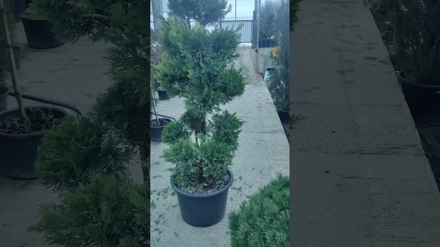 скоро приводим в порядок кипарисовик голд райдер смотреть онлайн