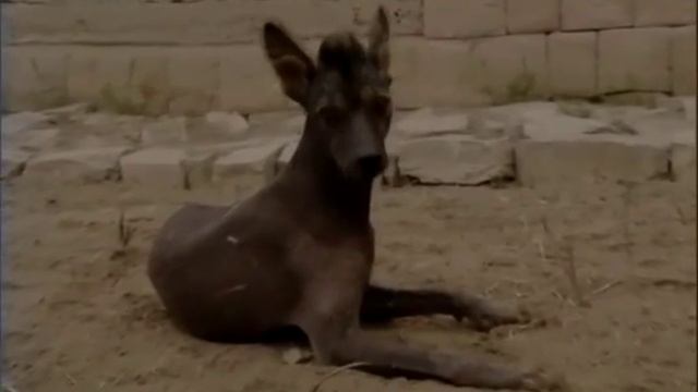 16 Редкие собаки пули венгерская водяная собака, тайский риджбек, лаготто романьоло, перуанская орх смотреть онлайн