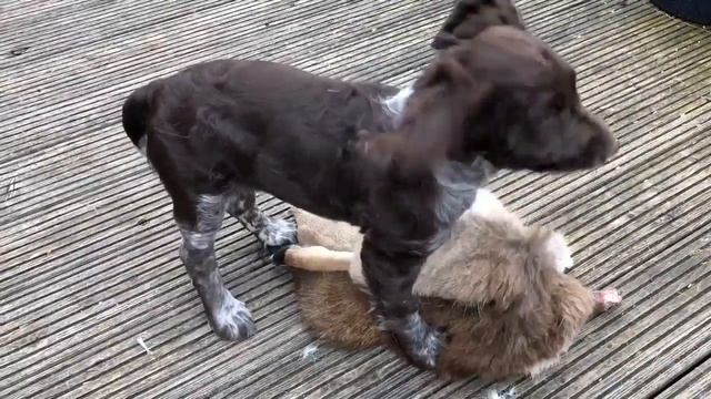 Deutscher Wachtelhund 11 Wochen alt (German Spaniel puppy playing) смотреть онлайн