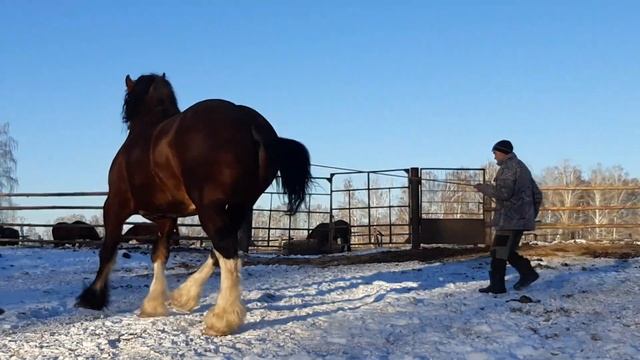 Утес, владимирский тяжеловоз , 8 лет . ПРОДАН.город Пласт, Челябинская область. смотреть онлайн