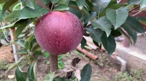 Яблоня Скарлет Спур