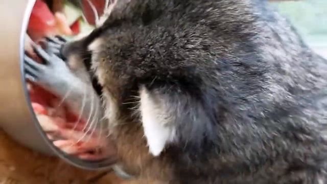 Еноты кушают креветки смотреть онлайн