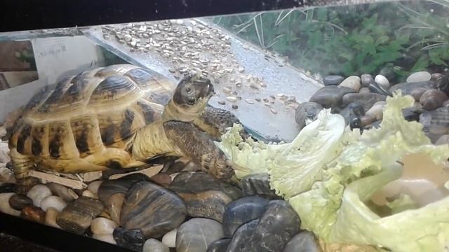 Братья наши меньшие. Сухопутная черепаха смотреть онлайн