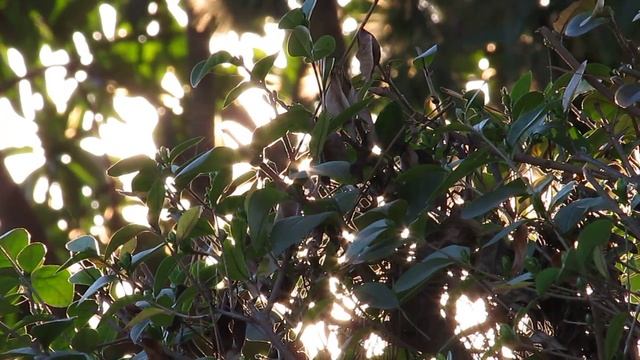 Canon PowerShot SX130 IS смотреть онлайн