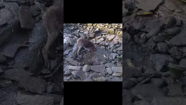 Дратхаар рыболов 😂 смотреть онлайн