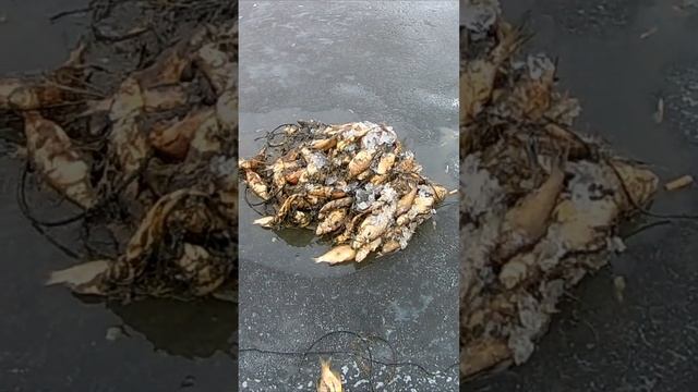 УХИ НАЕЛИСЬ? ДОСТАЛИ СЕТКУ ПОЛНУЮ ТУХЛОЙ РЫБЫ.#shorts смотреть онлайн