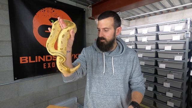 TOP 5 MOST CRAZY/BEAUTIFUL/UNEXPECTED MORPH COMBOS in my entire ball python collection!!! смотреть онлайн