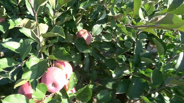 Осенний сорт ТЕРЕМОК / Красивая окраска яблони КНЯЖНА / Зимостойкие и устойчивые сорта  ИС УААН