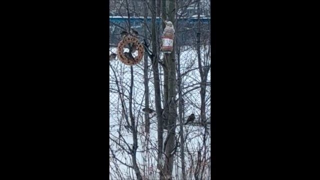 съедобная кормушка для зимующих птиц смотреть онлайн