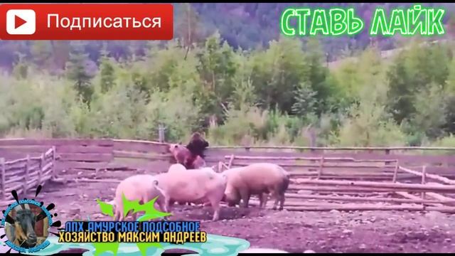 Мидведь ест живую Свинью смотреть онлайн