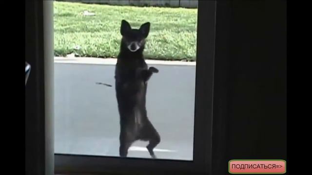 Приколы с животными! поющие псы:)) смотреть онлайн