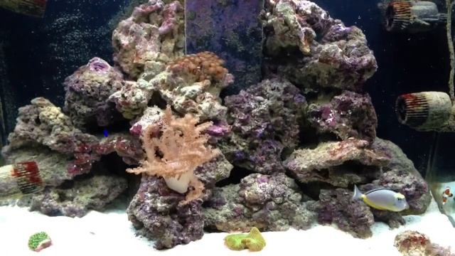 My 1st marine aquarium 7 months in смотреть онлайн