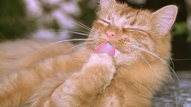 Кошка!!! Познавательное видео для детей! смотреть онлайн