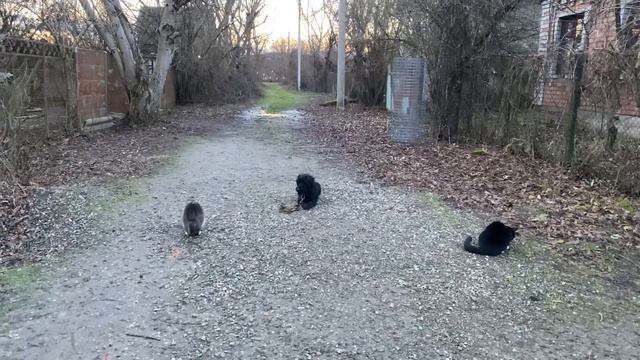 Миттельшнауцер 45 месяцев Аскеладд! Отработка команды лежать с котиками!