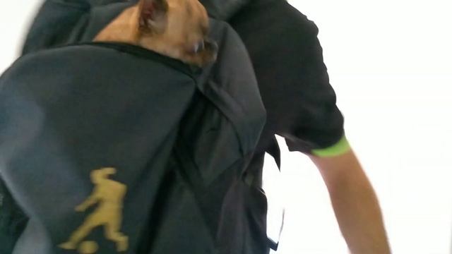 Алиса чихуахуа на прогулке в парке! Весёлый день с говорящей собачкой Алисой. Dogvlog смотреть онлайн