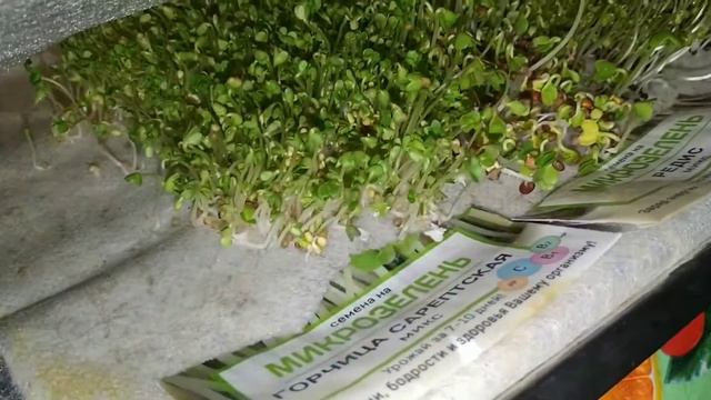 Что лучше выращивать в качестве микрозелени. смотреть онлайн