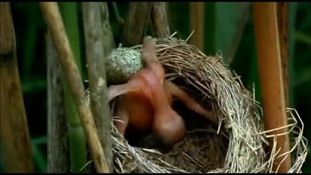 Зозуленя викидає пташенят_Educational movie is used on http://batrachos.com/ смотреть онлайн