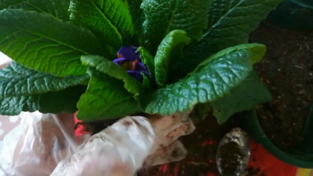 How to take care of your Primula Veris? Easy tutorial😺 смотреть онлайн