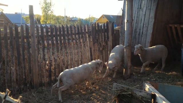 разборка баранов смотреть онлайн