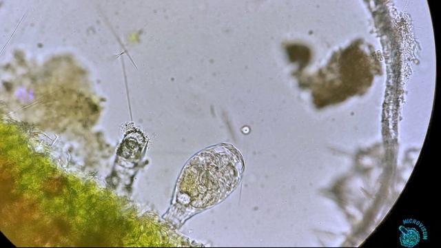 Мастакс коловратки смотреть онлайн