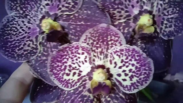 9.Орхидея Ванда сорт Дарк Шоколад смотреть онлайн