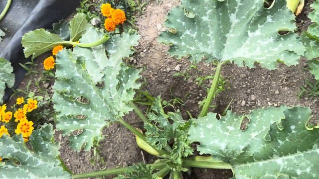 Дача. Огород . Первый Урожай КАБАЧКОВ. Построили навес для Помидор ? смотреть онлайн