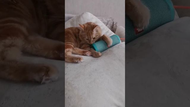 какая любимая песня всех мартовских кошек? ??? смотреть онлайн
