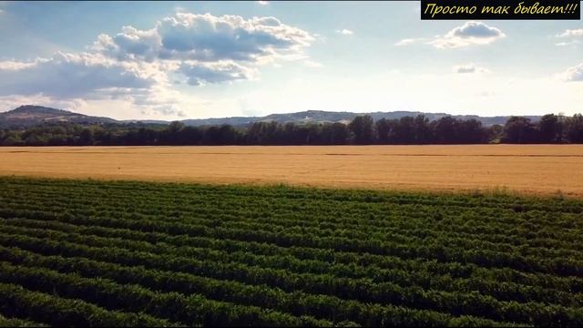 Фермер нашёл странную ШТУКУ, из которой растут волосы! Тут же он поспешил от неё избавиться! смотреть онлайн