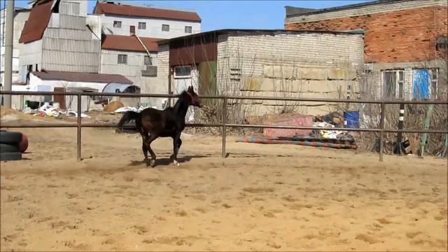 Копия видео Продажа жеребенка 2014 мама РВП- папа Тракененская (Пурга-Орфей) г.Липецк смотреть онлайн