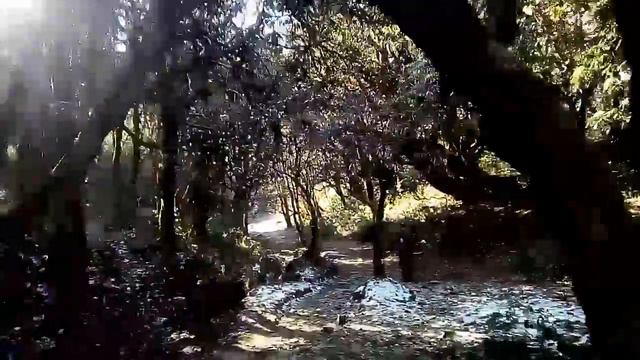 Rhododendron forest смотреть онлайн