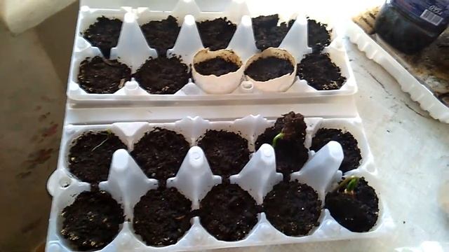 Кедр корейский или корейская кедровая сосна - размножение семенами - эксперимент смотреть онлайн