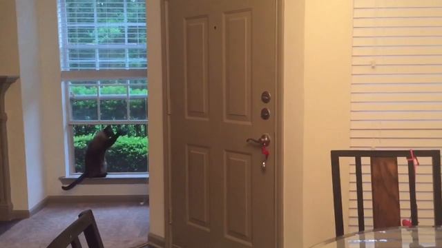 КРЕСТ ТЕБЕ =^..^= СИАМСКИЕ КОШКИ смотреть онлайн